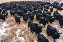 (ویدئو) چگونه دامداران آمریکایی میلیون ها بز را پرورش می دهند؟