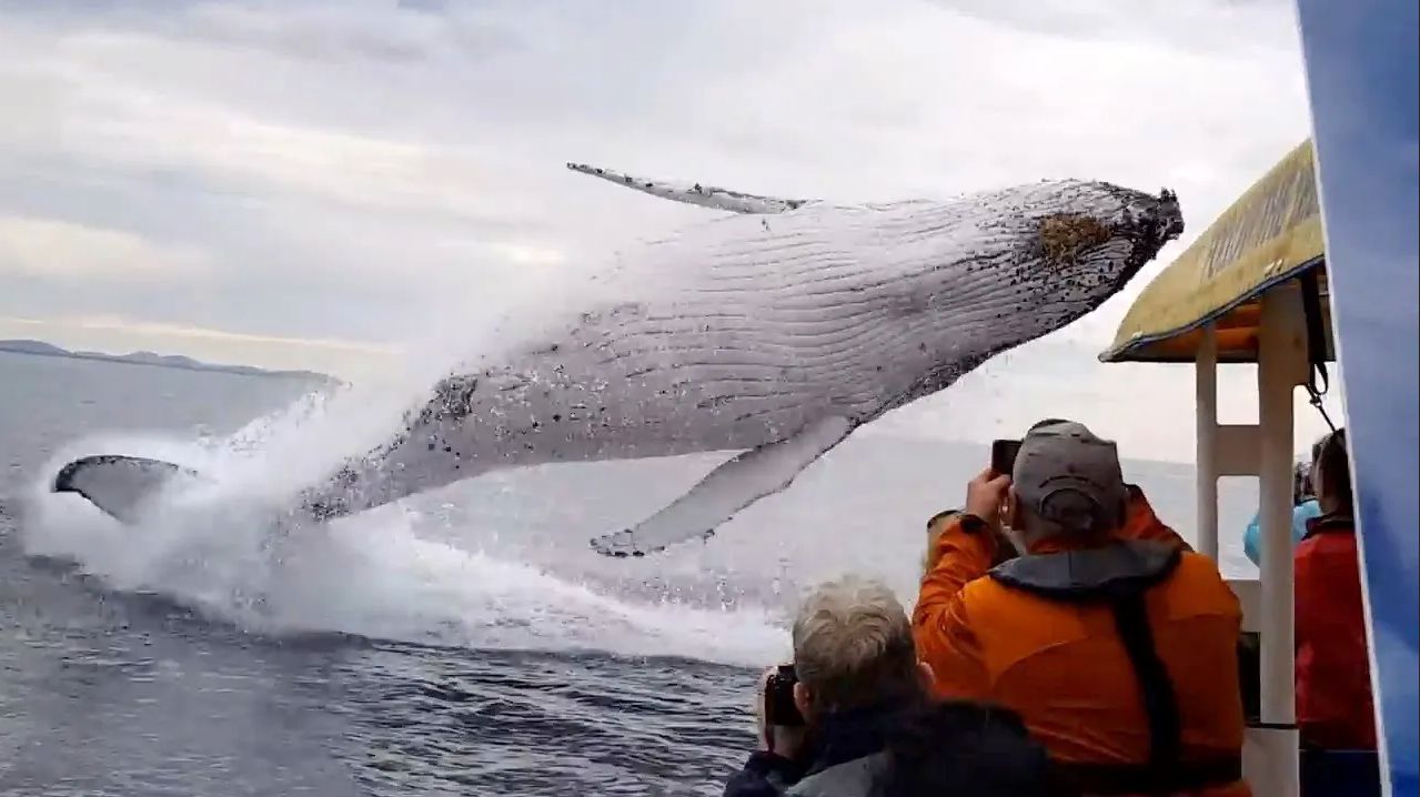 (ویدئو) پرش شگفت انگیز نهنگ عنبر غول پیکر در دو متری قایق سواران