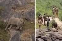 (ویدئو) لحظه احساسی که فیلِ مادر بچه گم‌شده اش را با خرطوم در آغوش می‌کشد 