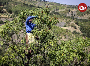 این روستای مرزی قطب تولید سماق است