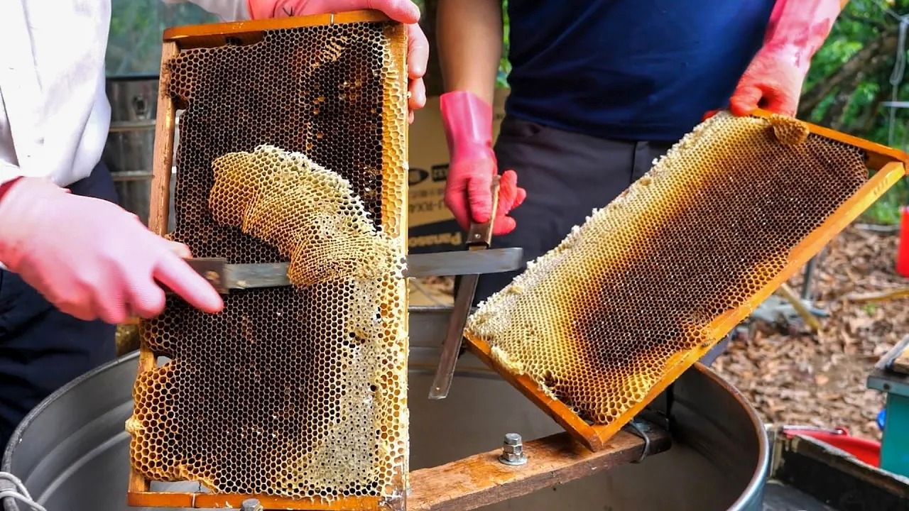 (ویدئو) فرآیند سنتی برداشت عسل توسط 3 کندودار تایوانی