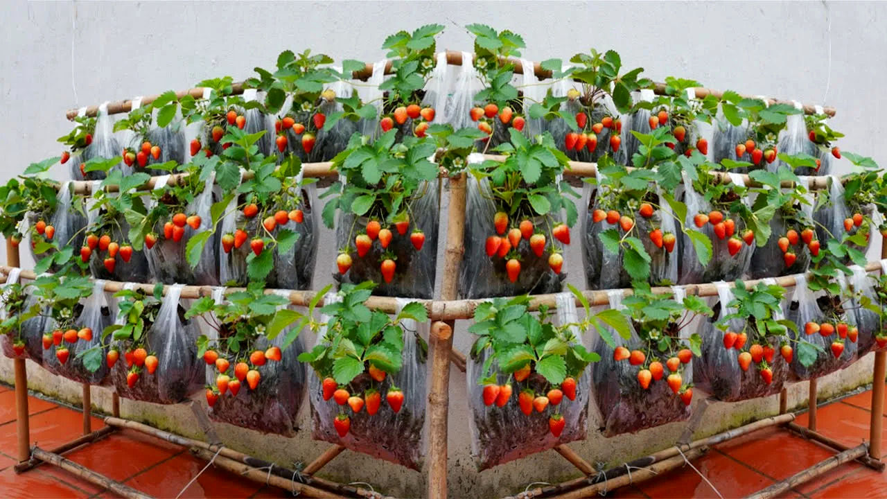 (ویدئو) نحوه کاشت توت فرنگی در کیسه های پلاستیکی در منزل