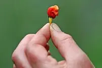 اگر این فلفل را بخورید، زنده نمی‌مانید!