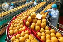 ببینید| چگونه کشاورزان ژاپنی لوکس ترین گلابی جهان را پرورش می دهند؟