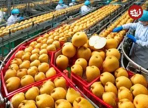 ببینید| چگونه کشاورزان ژاپنی لوکس ترین گلابی جهان را پرورش می دهند؟