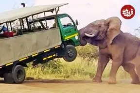 ببینید| فیل عصبانی کامیون پر از گردشگر را دوبار از زمین بلند کرد!