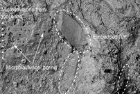 کشف «چکّش نیم میلیون‌ساله» که از استخوان فیل ساخته شده است