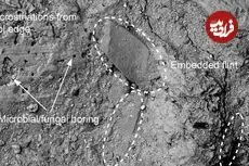کشف «چکّش نیم میلیون‌ساله» که از استخوان فیل ساخته شده است