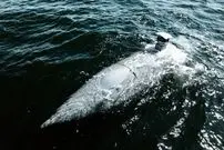 تصاویر| Greyshark؛ زیردریایی بدون سرنشین با طولانی‌ترین مداومت عملیاتی و سوخت هیدروژن