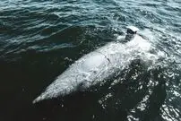 تصاویر| Greyshark؛ زیردریایی بدون سرنشین با طولانی‌ترین مداومت عملیاتی و سوخت هیدروژن