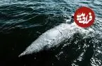 تصاویر| Greyshark؛ زیردریایی بدون سرنشین با طولانی‌ترین مداومت عملیاتی و سوخت هیدروژن