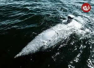 تصاویر| Greyshark؛ زیردریایی بدون سرنشین با طولانی‌ترین مداومت عملیاتی و سوخت هیدروژن