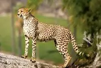 ببینید| حضور حیوان در حال انقراض در منطقه تأیید شد؛ مردم به شدت مراقب باشند | اعزام فوری تیم‌های تخصصی و پایش دقیق به منطقه