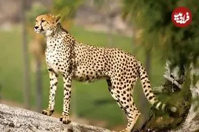 ببینید| حضور حیوان در حال انقراض در منطقه تأیید شد؛ مردم به شدت مراقب باشند | اعزام فوری تیم‌های تخصصی و پایش دقیق به منطقه