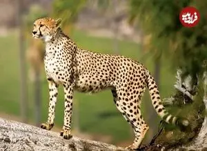 ببینید| حضور حیوان در حال انقراض در منطقه تأیید شد؛ مردم به شدت مراقب باشند | اعزام فوری تیم‌های تخصصی و پایش دقیق به منطقه