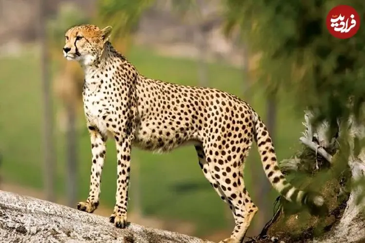 ببینید| حضور حیوان در حال انقراض در منطقه تأیید شد؛ مردم به شدت مراقب باشند | اعزام فوری تیم‌های تخصصی و پایش دقیق به منطقه