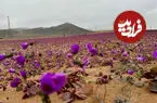 ببینید| بیابان آتاکاما غرق در گل‌های رنگارنگ شد