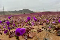ببینید| بیابان آتاکاما غرق در گل‌های رنگارنگ شد
