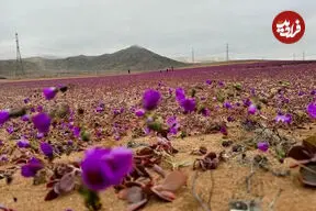 ببینید| بیابان آتاکاما غرق در گل‌های رنگارنگ شد