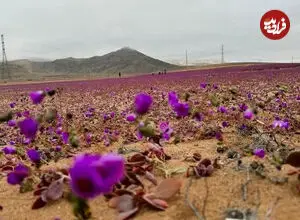ببینید| بیابان آتاکاما غرق در گل‌های رنگارنگ شد