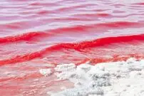 (ویدئو) دریاچه‌ای که در اوج گرما، صورتی می‌شود!