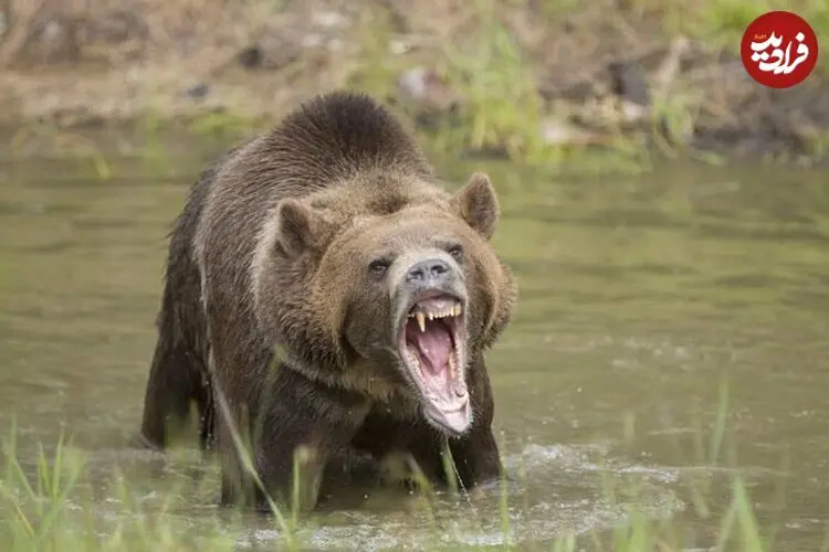 عکس| خرس گریزلی سوار هواپیما شد و تعادلش را به هم زد