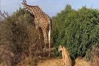 ببینید| تلاش عجیب «شیر تنها» برای شکار زرافه!