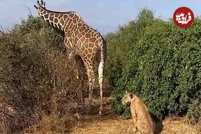 ببینید| تلاش عجیب «شیر تنها» برای شکار زرافه!