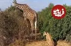ببینید| تلاش عجیب «شیر تنها» برای شکار زرافه!