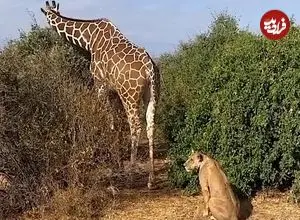 ببینید| تلاش عجیب «شیر تنها» برای شکار زرافه!