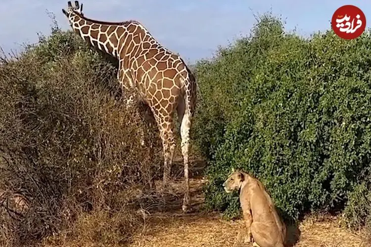 ببینید| تلاش عجیب «شیر تنها» برای شکار زرافه!