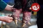 (تصاویر) مرغ اژد‌ها؛ مرغی ویتنامی که گوشت پاهایش ۱۲۰ میلیون تومان قیمت دارد!