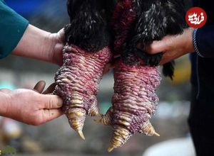 (تصاویر) مرغ اژد‌ها؛ مرغی ویتنامی که گوشت پاهایش ۱۲۰ میلیون تومان قیمت دارد!