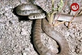 ببینید؛ لحظه نجات جان مار با تنفس دهان‌به‌دهان 