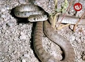 ببینید؛ لحظه نجات جان مار با تنفس دهان‌به‌دهان 