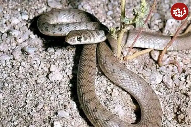 ببینید؛ لحظه نجات جان مار با تنفس دهان‌به‌دهان 