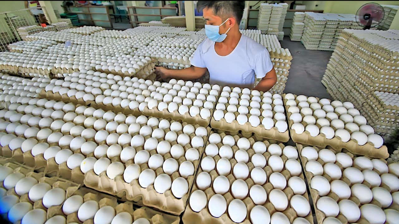 (ویدئو) چگونه میلیون ها تخم مرغ در کارخانه بسته بندی و فرآوری می شود؟