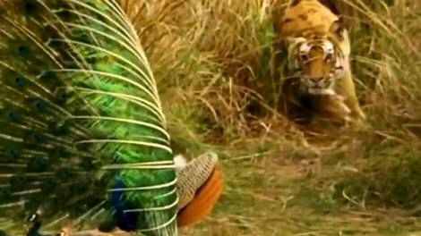 (ویدئو) تلاش ببر برای شکار طاووس زیبا