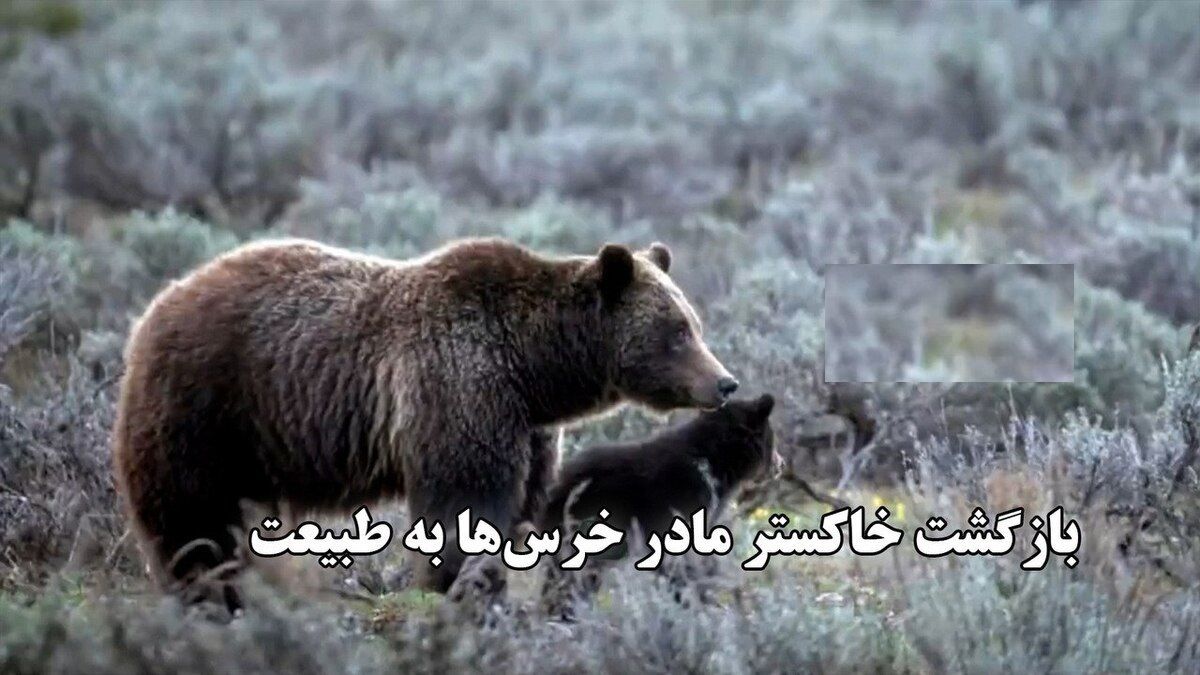 (ویدئو) بازگشت خاکستر مادر خرس‌ها به طبیعت؛ هزاران نفر برای مرگ او عزاداری کردند 