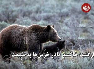 (ویدئو) بازگشت خاکستر مادر خرس‌ها به طبیعت؛ هزاران نفر برای مرگ او عزاداری کردند 