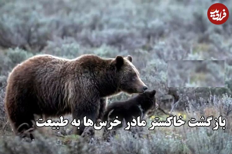 (ویدئو) بازگشت خاکستر مادر خرس‌ها به طبیعت؛ هزاران نفر برای مرگ او عزاداری کردند 