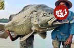 (ویدئو) روش خلاقانه ویتنامی ها برای پروش 100 تن ماهی تیلاپیا؛ کارخانه پردازش ماهی