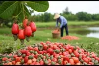 ببینید| چگونه چینی ها بادام زمینی را برداشت و فرآوری می کنند؟