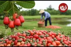 ببینید| چگونه چینی ها بادام زمینی را برداشت و فرآوری می کنند؟