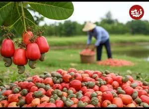 ببینید| چگونه چینی ها بادام زمینی را برداشت و فرآوری می کنند؟