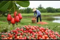 ببینید| چگونه چینی ها بادام زمینی را برداشت و فرآوری می کنند؟