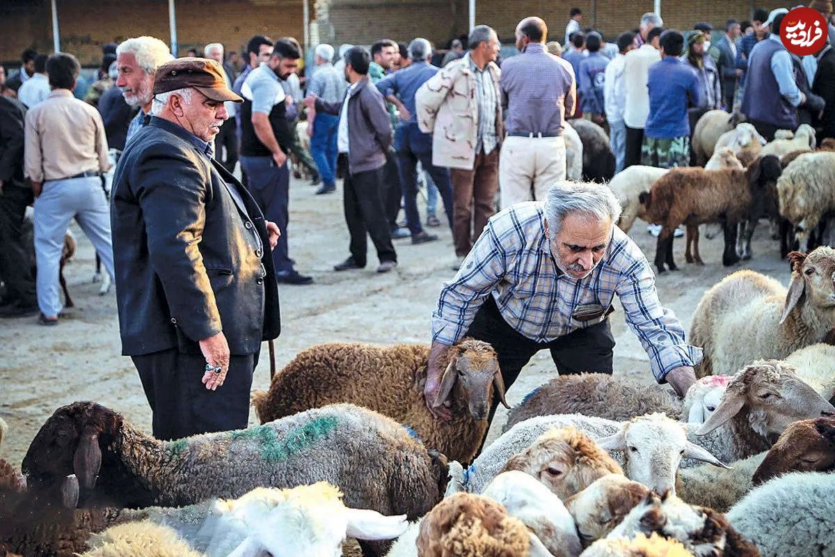 قیمت جدید دام زنده مشخص شد