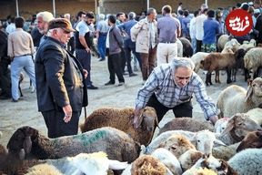 قیمت جدید دام زنده مشخص شد