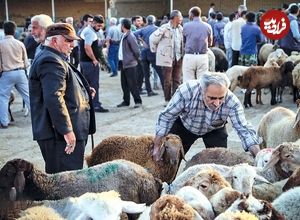 قیمت جدید دام زنده مشخص شد