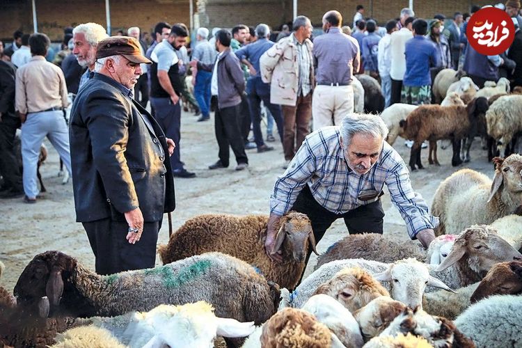 قیمت جدید دام زنده مشخص شد